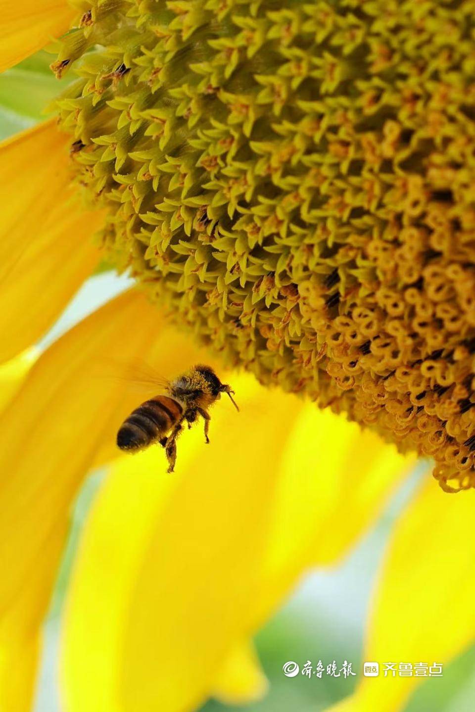 大河壮阔亮丽北疆|五原向日葵:黄金纬度带上的“金色名片”