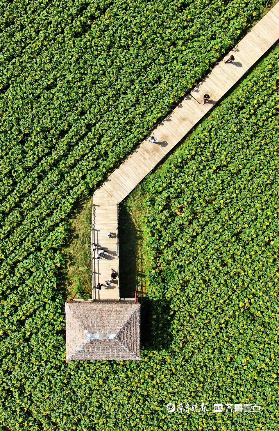 大河壮阔亮丽北疆|五原向日葵:黄金纬度带上的“金色名片”