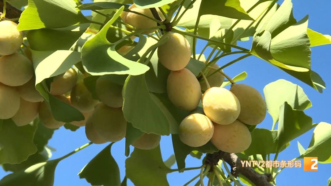 路边“黄金果”别乱摘!绿化部门紧急提醒:有毒!