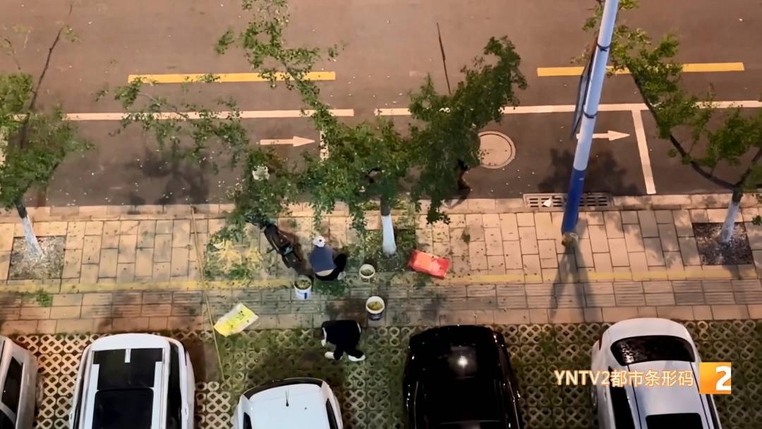 路边“黄金果”别乱摘!绿化部门紧急提醒:有毒!