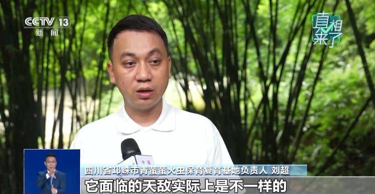 网传萤火虫濒临灭绝,是真的吗?